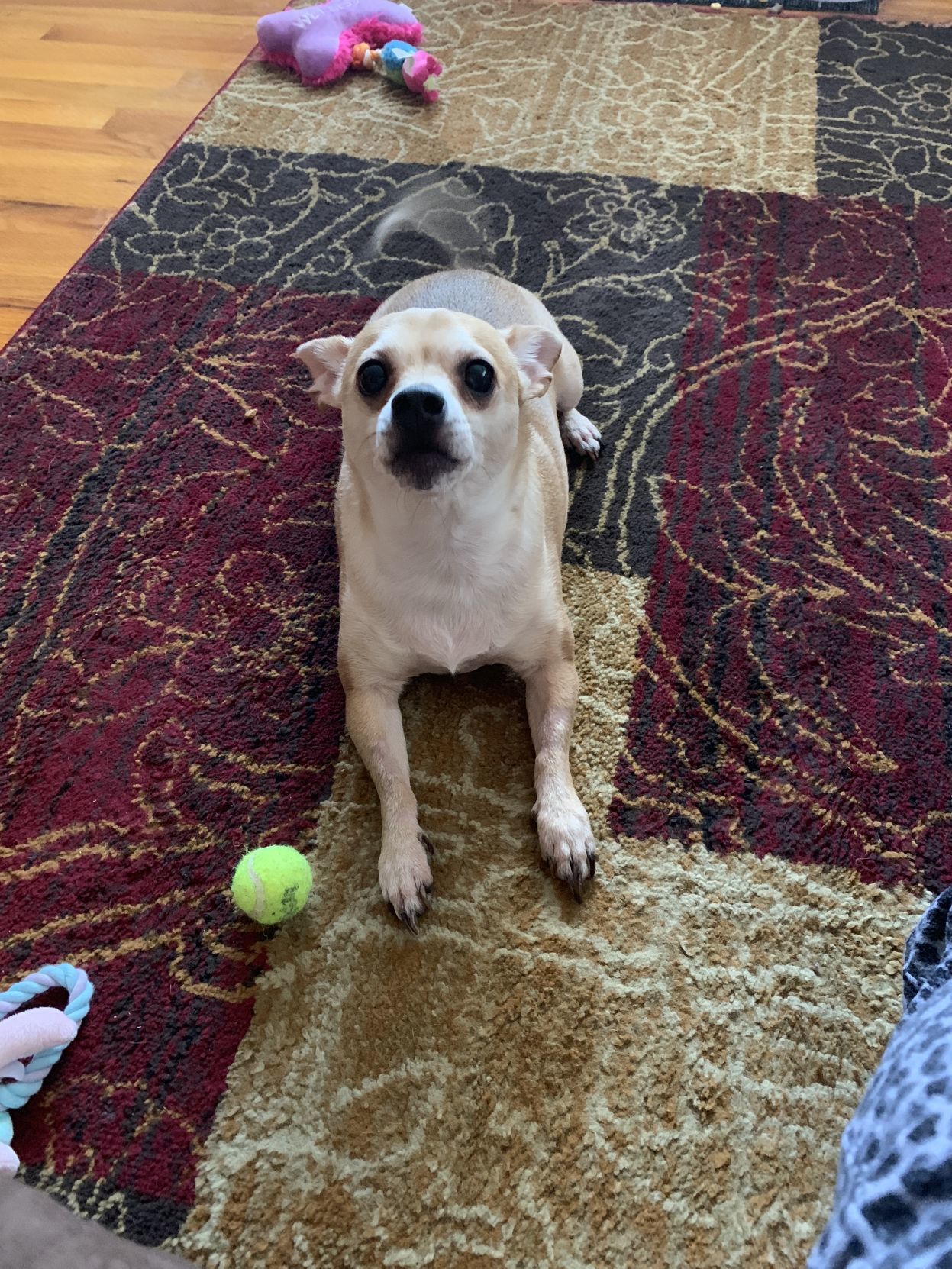 Yogi